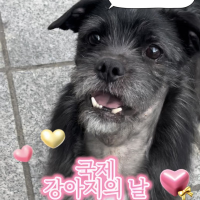 국제 강아지의 날!